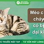 Bị Mèo Cào Có Lây Bệnh Dại Không