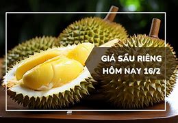 Giá Sầu Riêng Thái Lâm Đồng Hôm Nay